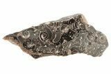 Polished Ammonite (Promicroceras) Slice - Marston Magna Marble #211371-1